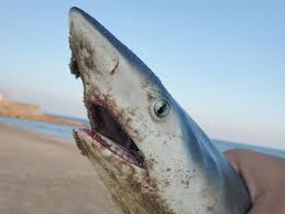 Image result for Rhizoprionodon terraenovae