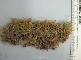 Attēlu rezultāti vaicājumam “Eurhynchiastrum pulchellum”