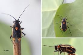 Attēlu rezultāti vaicājumam “Capsodes gothicus”