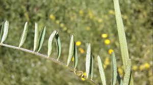 Attēlu rezultāti vaicājumam “Vicia hirsuta leaf”