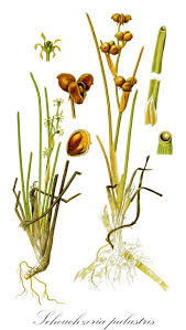 Attēlu rezultāti vaicājumam “Scheuchzeriaceae”