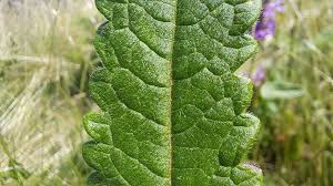 Attēlu rezultāti vaicājumam “Stachys officinalis leaf”