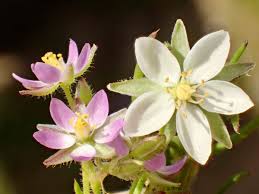 Attēlu rezultāti vaicājumam “Spergularia rubra”