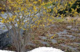 Attēlu rezultāti vaicājumam “Hamamelis virginiana”