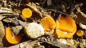 Attēlu rezultāti vaicājumam “Byssonectria fusispora”