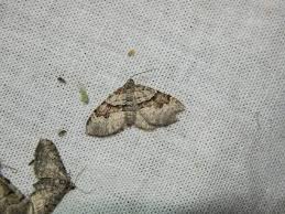 Attēlu rezultāti vaicājumam “Xanthorhoe designata”