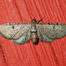 Attēlu rezultāti vaicājumam “Eupithecia icterata female”