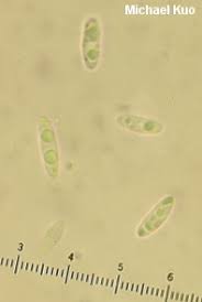 Attēlu rezultāti vaicājumam “Chlorencoelia versiformis”