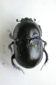 Attēlu rezultāti vaicājumam “Geotrupes”