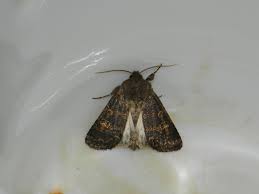 Attēlu rezultāti vaicājumam “Tholera cespitis”