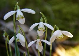 Attēlu rezultāti vaicājumam “Galanthus nivalis flower”