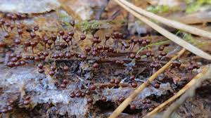 Attēlu rezultāti vaicājumam “Hemitrichia decipiens var. hemitrichoides”