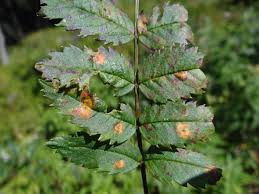 Attēlu rezultāti vaicājumam “Gymnosporangium cornutum”