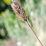 Attēlu rezultāti vaicājumam “Sesleria caerulea fruit”