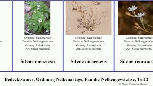 Attēlu rezultāti vaicājumam “Silene wolgensis”