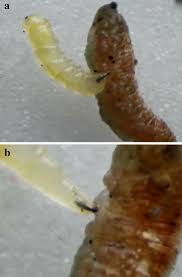 Attēlu rezultāti vaicājumam “Syrphus larva”