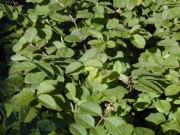 Attēlu rezultāti vaicājumam “Lonicera xylosteum leaf”