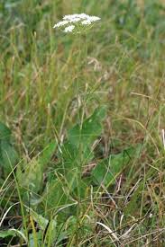 Attēlu rezultāti vaicājumam “Cnidium dubium”