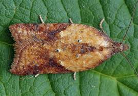 Attēlu rezultāti vaicājumam “Acleris aspersana”