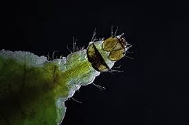 Attēlu rezultāti vaicājumam “Cataclysta lemnata”