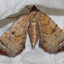 Attēlu rezultāti vaicājumam “Eulithis testata”