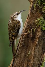 Attēlu rezultāti vaicājumam “Certhia familiaris”