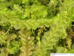 Attēlu rezultāti vaicājumam “Lophocolea coadunata”