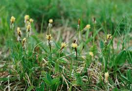 Attēlu rezultāti vaicājumam “Carex caryophyllea flower”