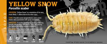 Attēlu rezultāti vaicājumam “Porcellio scaber”