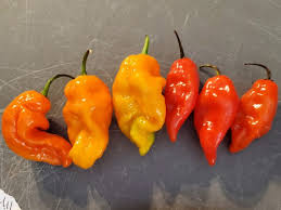 Afbeeldingsresultaat voor red fratali hot pepper