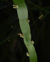 Attēlu rezultāti vaicājumam “Polygonaceae”