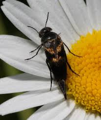 Attēlu rezultāti vaicājumam “Mordellidae”