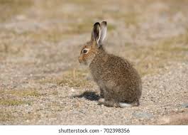 Attēlu rezultāti vaicājumam “Lepus timidus”