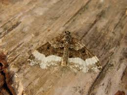 Attēlu rezultāti vaicājumam “Euphyia unangulata”