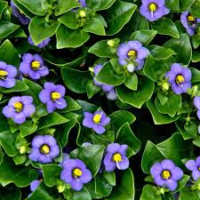 Image result for Exacum affine