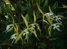 Attēlu rezultāti vaicājumam “Heterotrichia oerstedii (syn. Arcyria oerstedii) stalked”