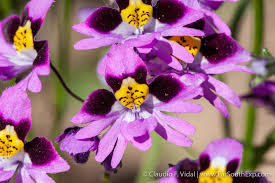 Image result for Schizanthus