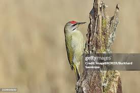 Attēlu rezultāti vaicājumam “Picus canus female”