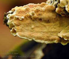 Attēlu rezultāti vaicājumam “Steccherinum ochraceum”