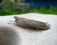 Attēlu rezultāti vaicājumam “Cucullia umbratica”