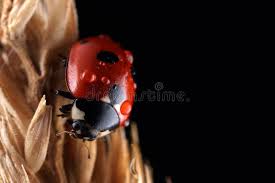 Attēlu rezultāti vaicājumam “Coccinella quinquepunctata”