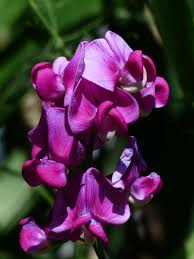 Attēlu rezultāti vaicājumam “Lathyrus tuberosus flower”