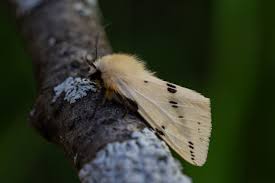 Attēlu rezultāti vaicājumam “Spilosoma lutea imago”