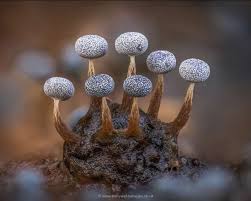 Attēlu rezultāti vaicājumam “Physarum virescens macro”