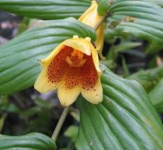 Image result for Tricyrtis `Black Beauty`