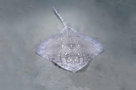 Image result for Raja radula