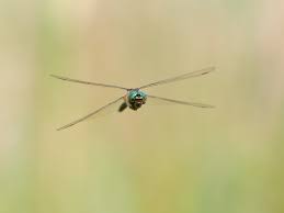 Attēlu rezultāti vaicājumam “Somatochlora flavomaculata”