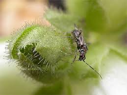 Attēlu rezultāti vaicājumam “Dicyphus nymph”