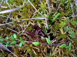 Attēlu rezultāti vaicājumam “Oxycoccus microcarpus”