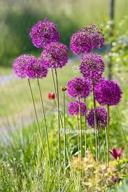 Attēlu rezultāti vaicājumam “Allium holandicum”